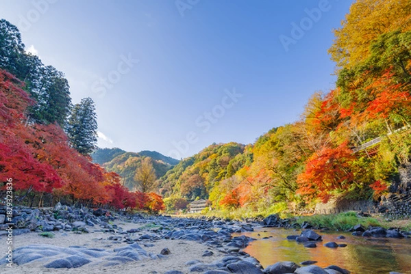 Fototapeta 香嵐渓の紅葉と巴川（愛知県j豊田市足助町）