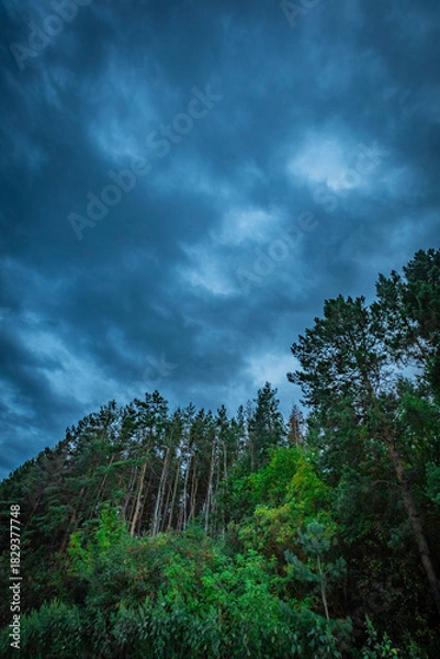 Fototapeta dark clouds over a pine forest