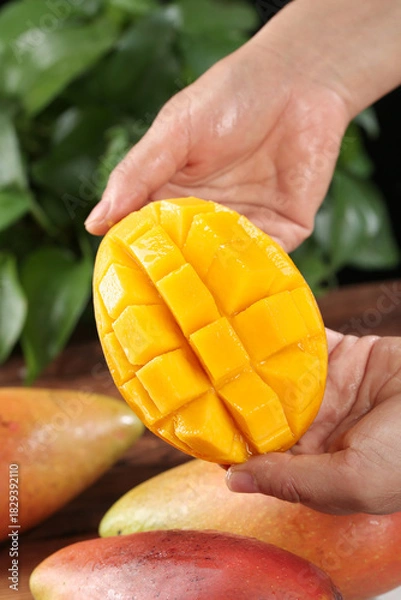 Obraz Fresh Ripe Mango with Diced Pulp Held in Hands - Guangxi Guifei Sweetheart Variety Tropical Fruit