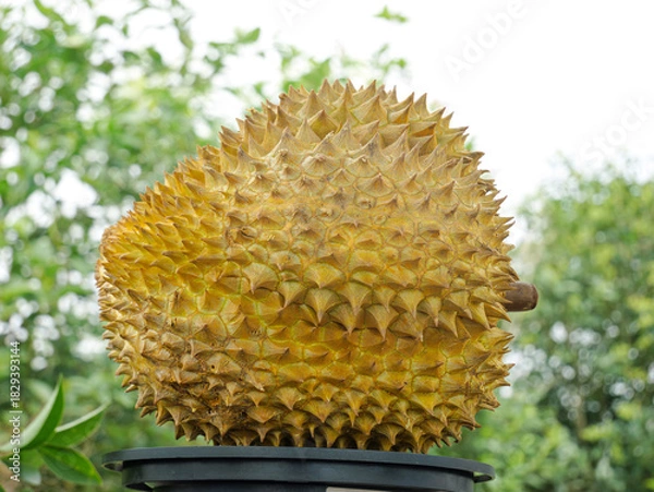 Obraz Fresh Golden Durian Fruit with Spiky Shell - Thailand's King of Fruits