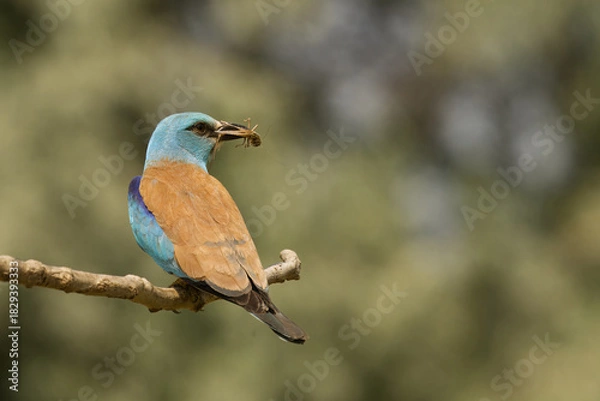 Obraz Blauracke (Coracias garrulus)