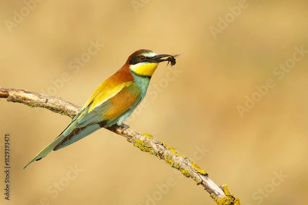 Obraz Bienenfresser (Merops apiaster)