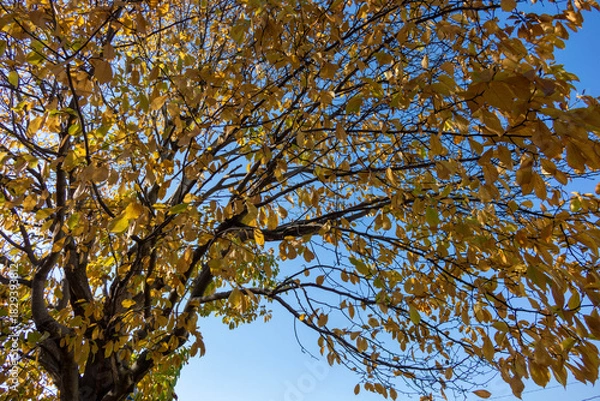 Obraz Colorful Autumn Trees - Mixed Fall Foliage with Red Yellow Green Leaves