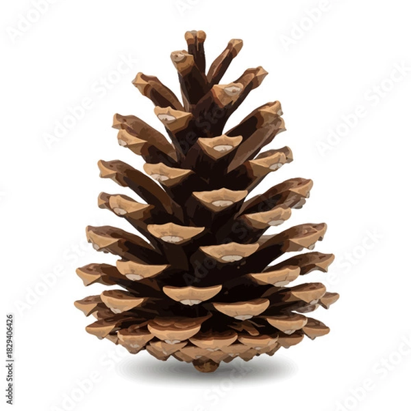 Obraz pine cone isolated on white