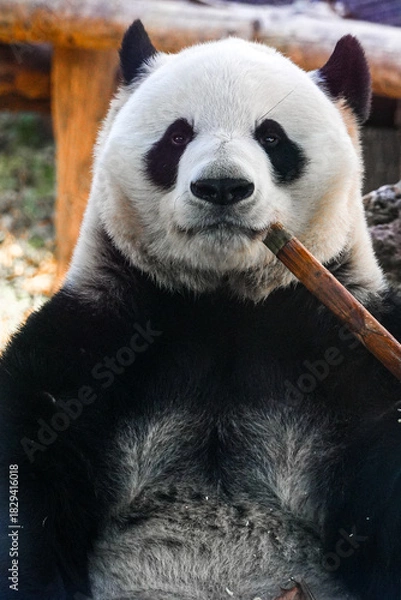 Obraz a panda is eating bamboo