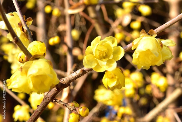 Fototapeta ロウバイの花
