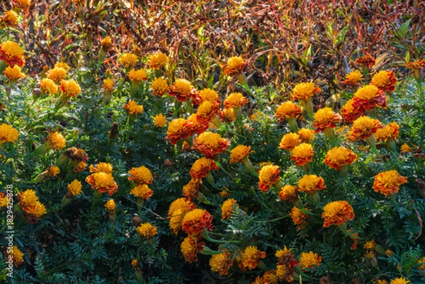 Obraz 輝くマリーゴールド