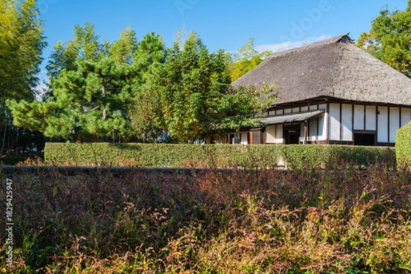 Obraz 茅葺屋根と紅葉