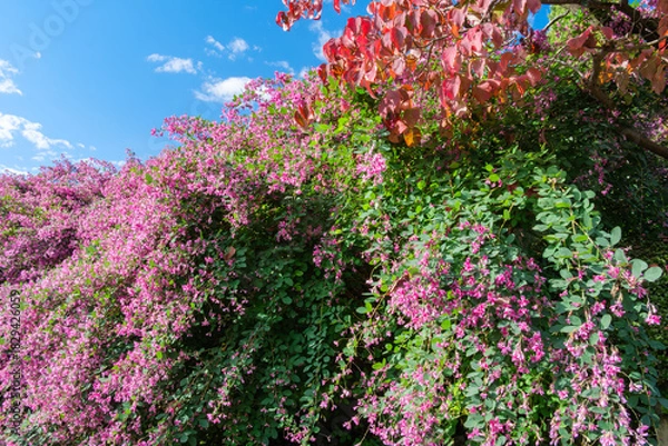 Obraz 萩の花びら