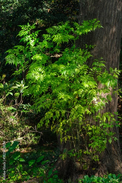 Obraz 森の木漏れ日