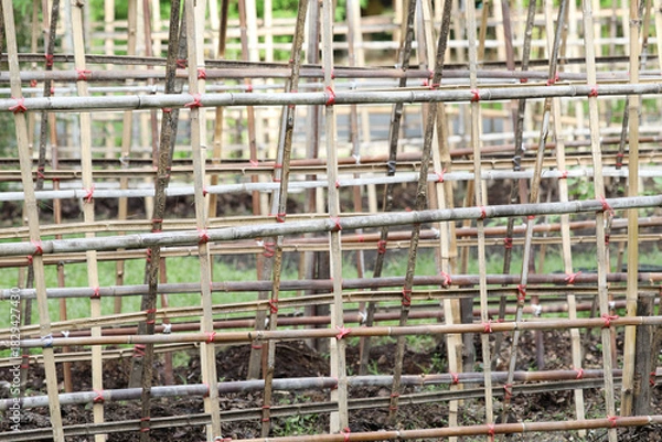 Obraz Bamboo stakes in agricultural fields