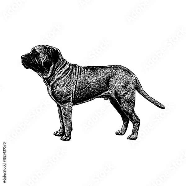 Obraz Mastiff dog in a strong side profile stance. The artwork highlights the breed’s massive build, muscular frame, and characteristic wrinkled neck.