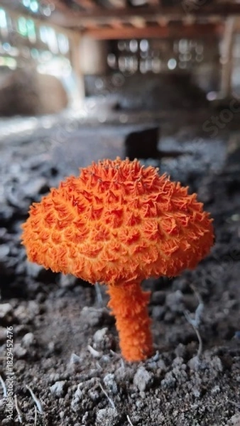 Fototapeta Golden-scruffy Collybia