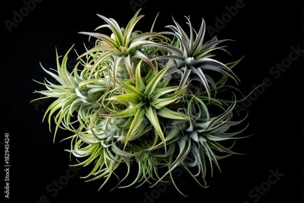 Obraz flower on black background