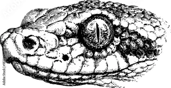 Obraz Detailed vintage illustration of a snake head in black and white. This graphic features scales and anatomy in a vector format.