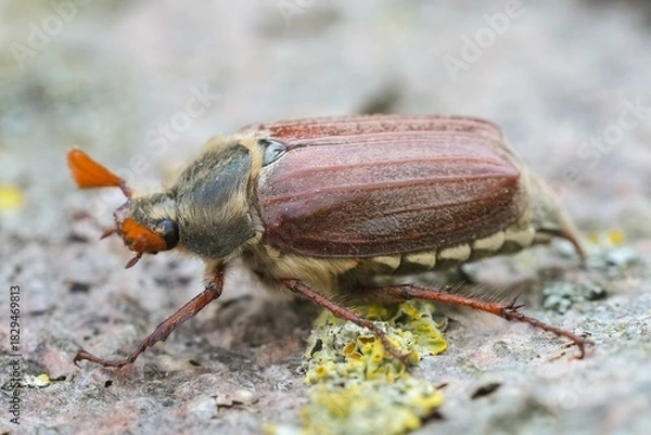 Fototapeta Closeup on a Maybeetle or Maybug, Melolontha melolontha sitting on wood