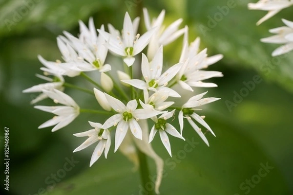 Fototapeta Closeup on a white flowering Allium ursinum, known as wild garlic, ramsons, buckrams, broad-leaved garlic, wood garlic, bear leek or bear's garlic.