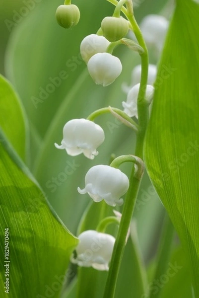 Fototapeta Closeup on the white flowers of the lily-of-the-valley, Convallaria majalis