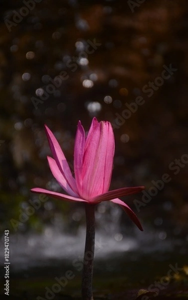 Obraz Close-Up of a Vibrant Pink Water Lily Blooming Above a Calm Pond with Soft Sparkling Bokeh and Natural Low-Light Ambience