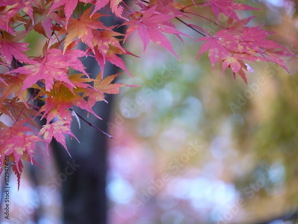 Obraz 曇りの日、紅葉したモミジの葉