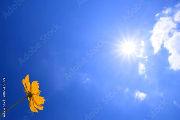 Obraz 空を仰ぐポピー　Poppies looking up at the sky