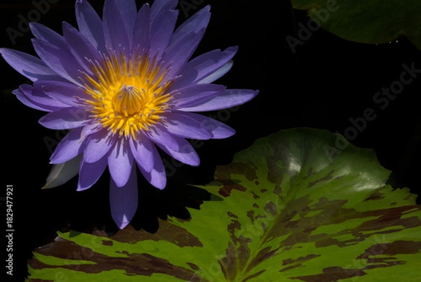 Obraz 紫色の睡蓮の花　Purple water lily flower