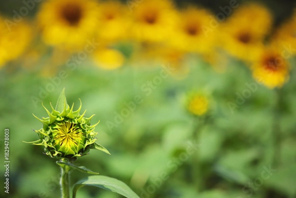 Obraz 開花の遅れたヒマワリ　Late-blooming sunflowers