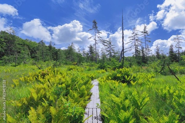 Obraz 湿原の中の木道　Boardwalk in the marsh