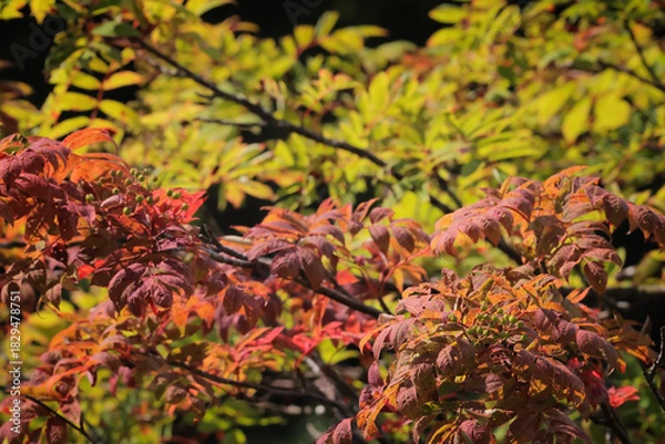 Obraz 赤くなり始めた高山にある葉　Alpine leaves beginning to turn red