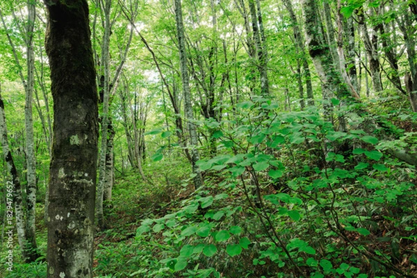 Obraz ブナ林の中の若い木　Young trees in a beech forest
