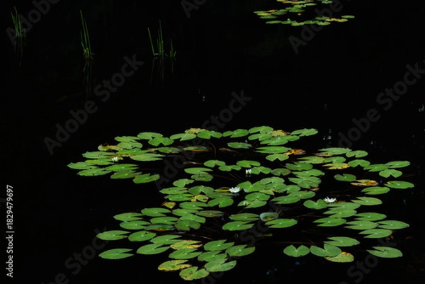 Obraz 睡蓮が咲く静かな沼　A quiet pond where water lilies bloom