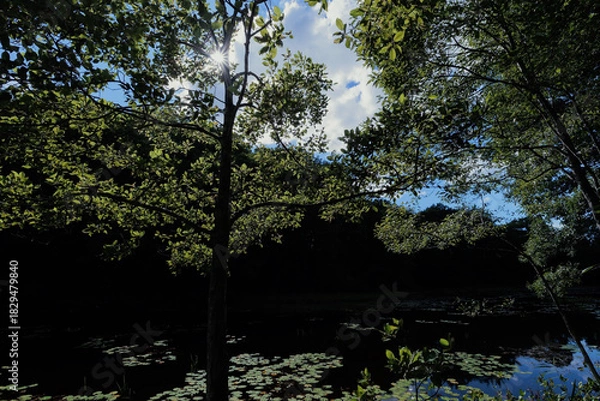 Obraz 沼と夏の日差し　Swamp and summer sunshine