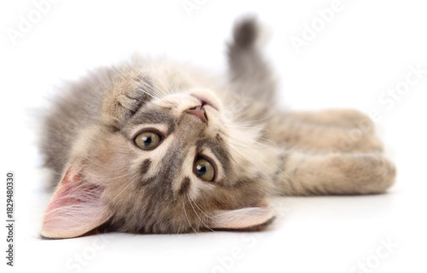 Obraz Cute kitten lying on its back isolated on white background