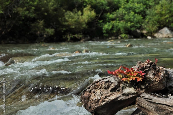 Obraz 清流に息づく命　Life Breathing in the Clear Stream