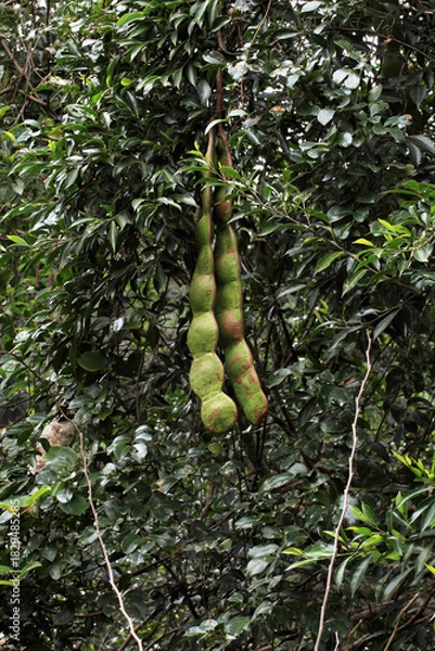 Obraz 世界最大の豆「モダマ」