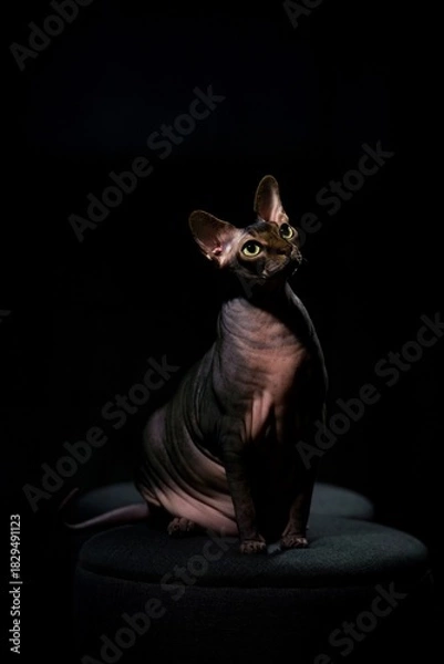 Obraz sphynx cat on a dark background