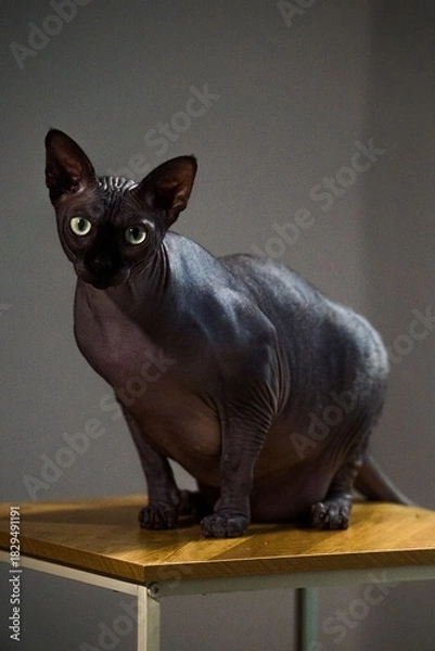Obraz sphynx cat on a dark background