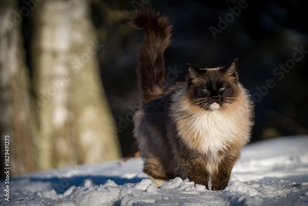 Obraz ragdoll cat outside in the snow