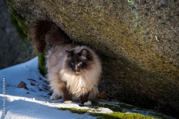 Obraz ragdoll cat outside in the snow
