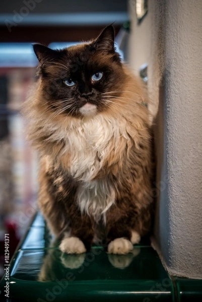 Obraz ragdoll cat on the stove