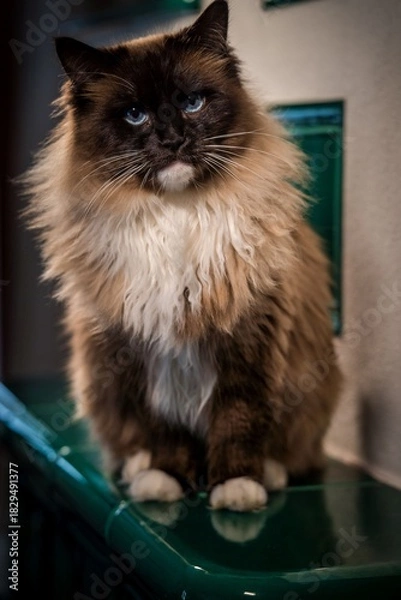 Obraz ragdoll cat on the stove