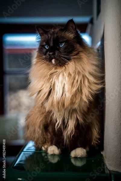 Obraz ragdoll cat on the stove