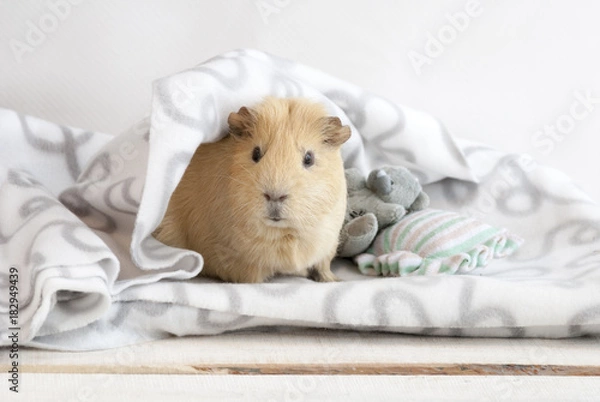 Obraz Морская свинка с игрушечным медведем