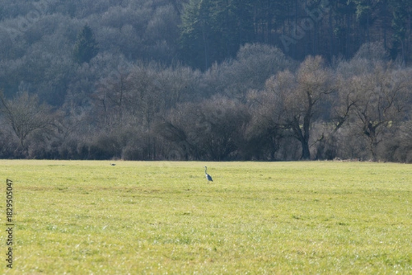 Fototapeta Grey heron bird on the field