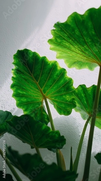 Fototapeta Bright green Philodendron leaves illuminated by sunlight, casting intricate shadows on a white textured wall backdrop.