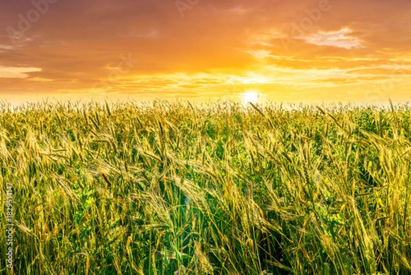 Fototapeta Scenic view at beautiful summer sunset in a wheaten shiny field with golden wheat and sun rays, deep blue cloudy sky and bright colorful clouds, valley landscape