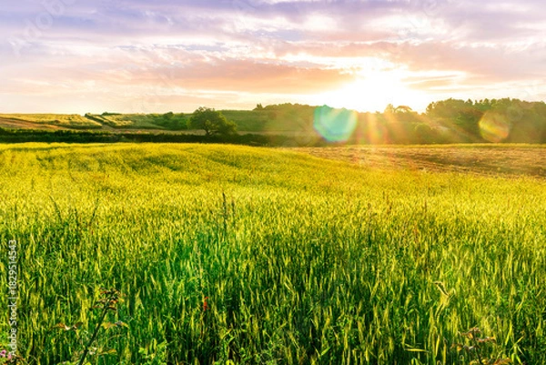 Fototapeta rural summer landscape of green field with golden wheaten hay stacks among farmland fields in a beautiful valley lowland