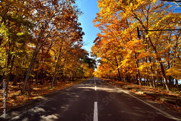 Obraz 屈斜路湖畔の道　秋