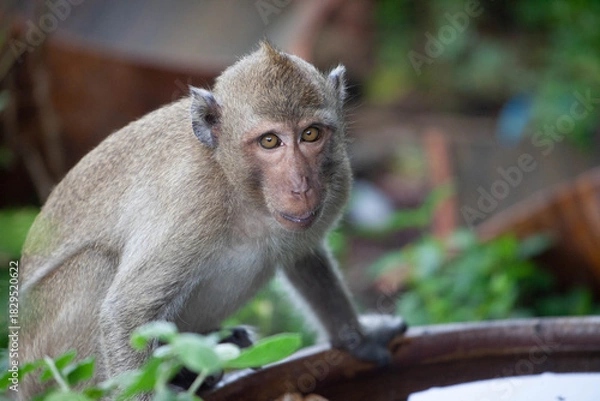 Obraz 可愛いサル
