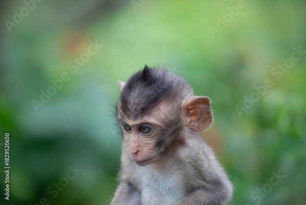 Obraz 可愛いサル
